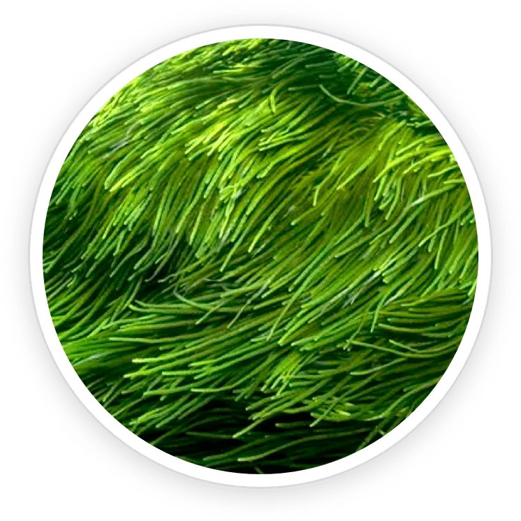AquaPeace Ingredient Spirulina