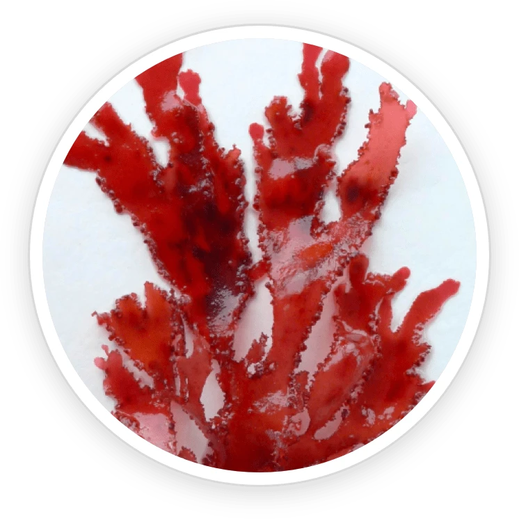 AquaPeace Ingredient Astaxanthin