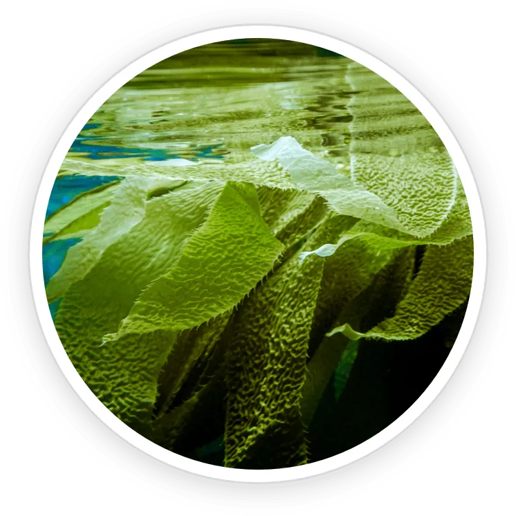 AquaPeace Ingredient Ecklonia Cava