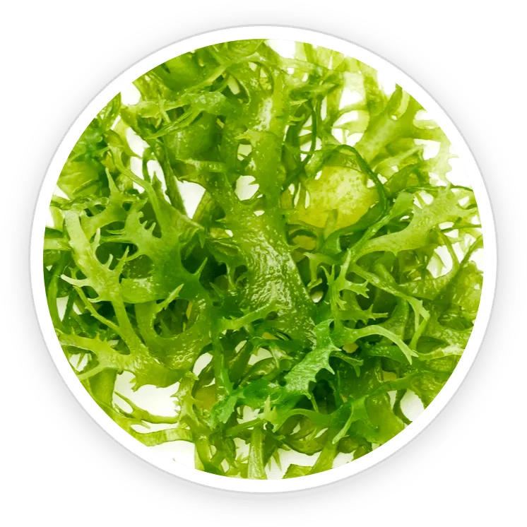 AquaPeace Ingredient Chlorella